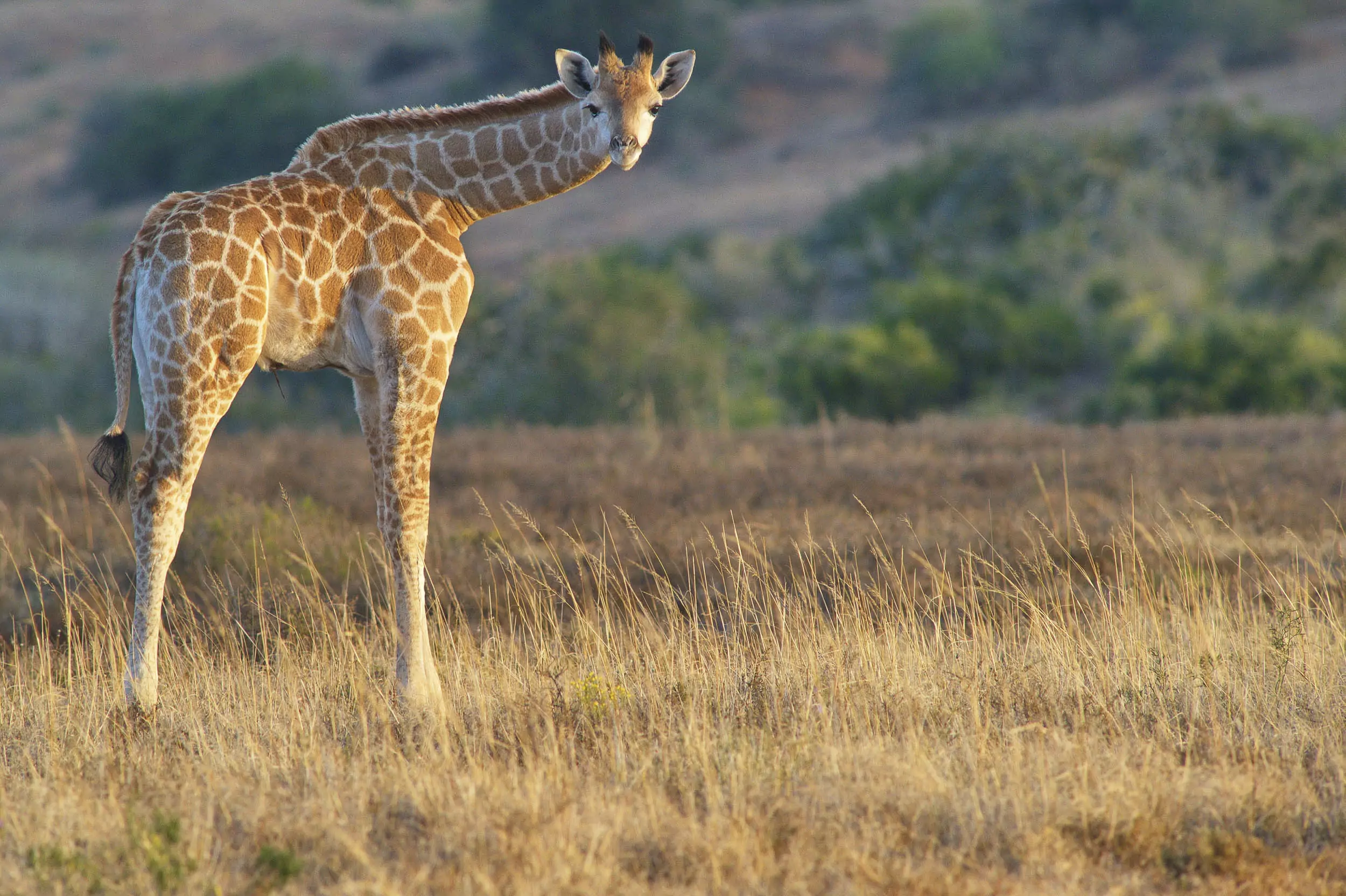 Safaris-Shamwari-Game-Reserve-25