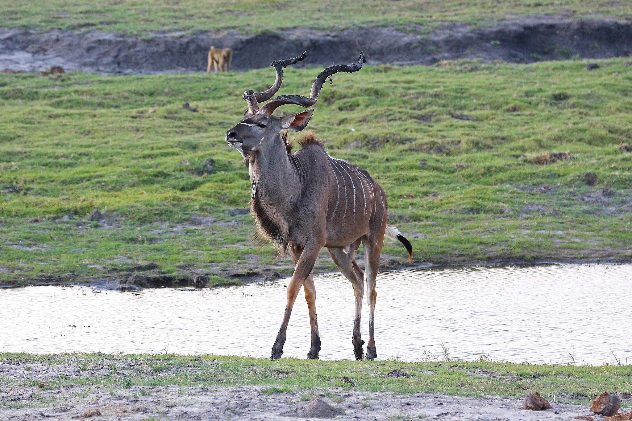2048px-Greater_kudu_in_Chobe_National_Park_01