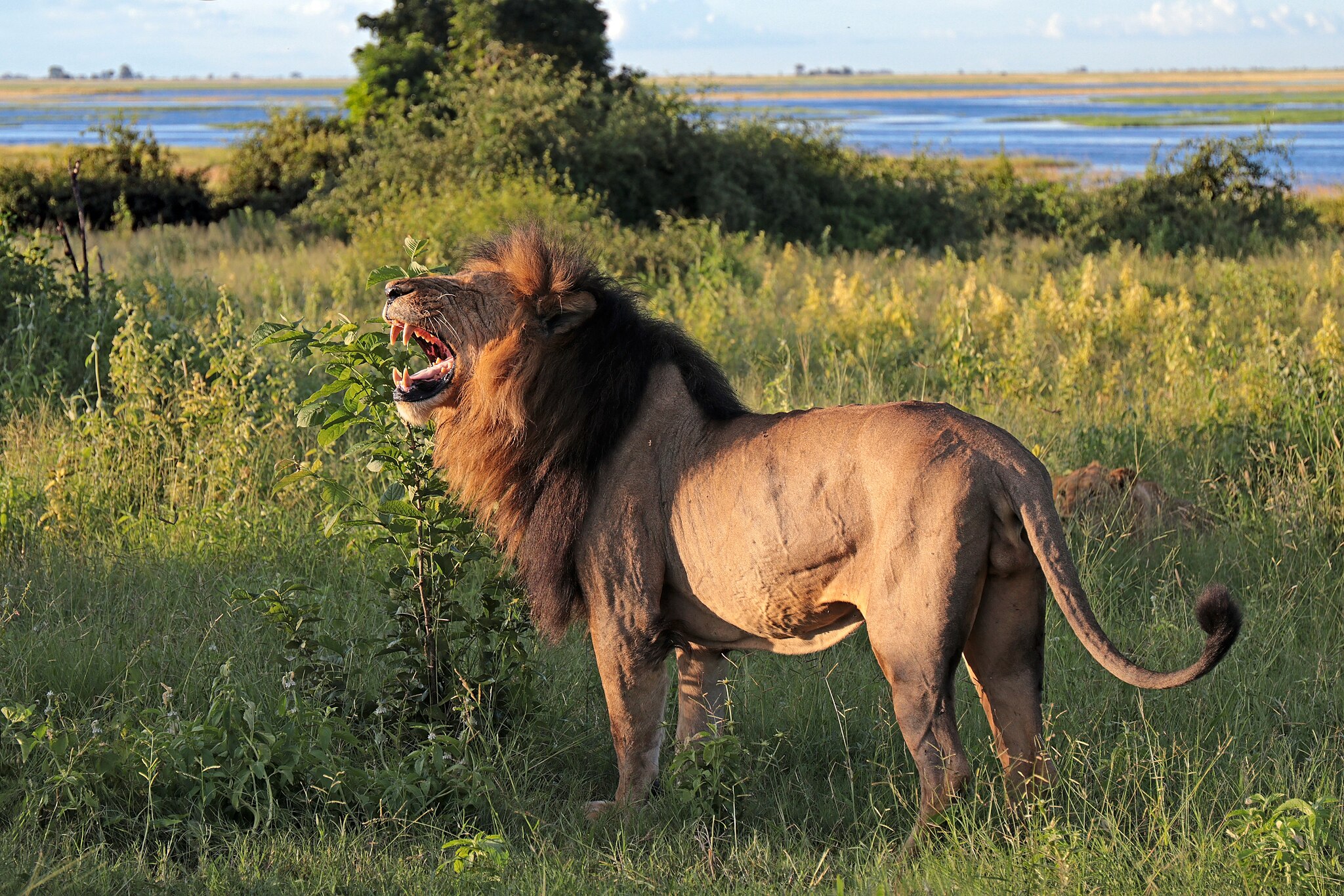 2048px-Lion_(Panthera_leo)_old_male_Chobe