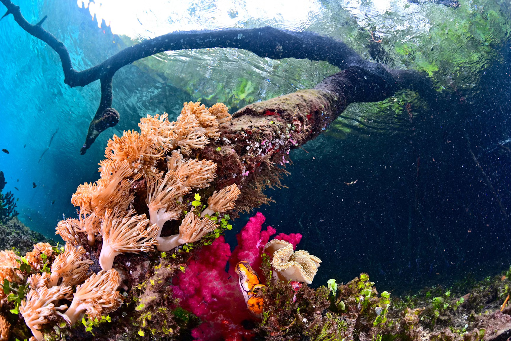 Coral-at-Misool-Island,-Indonesia,-Shutterstock-WEB