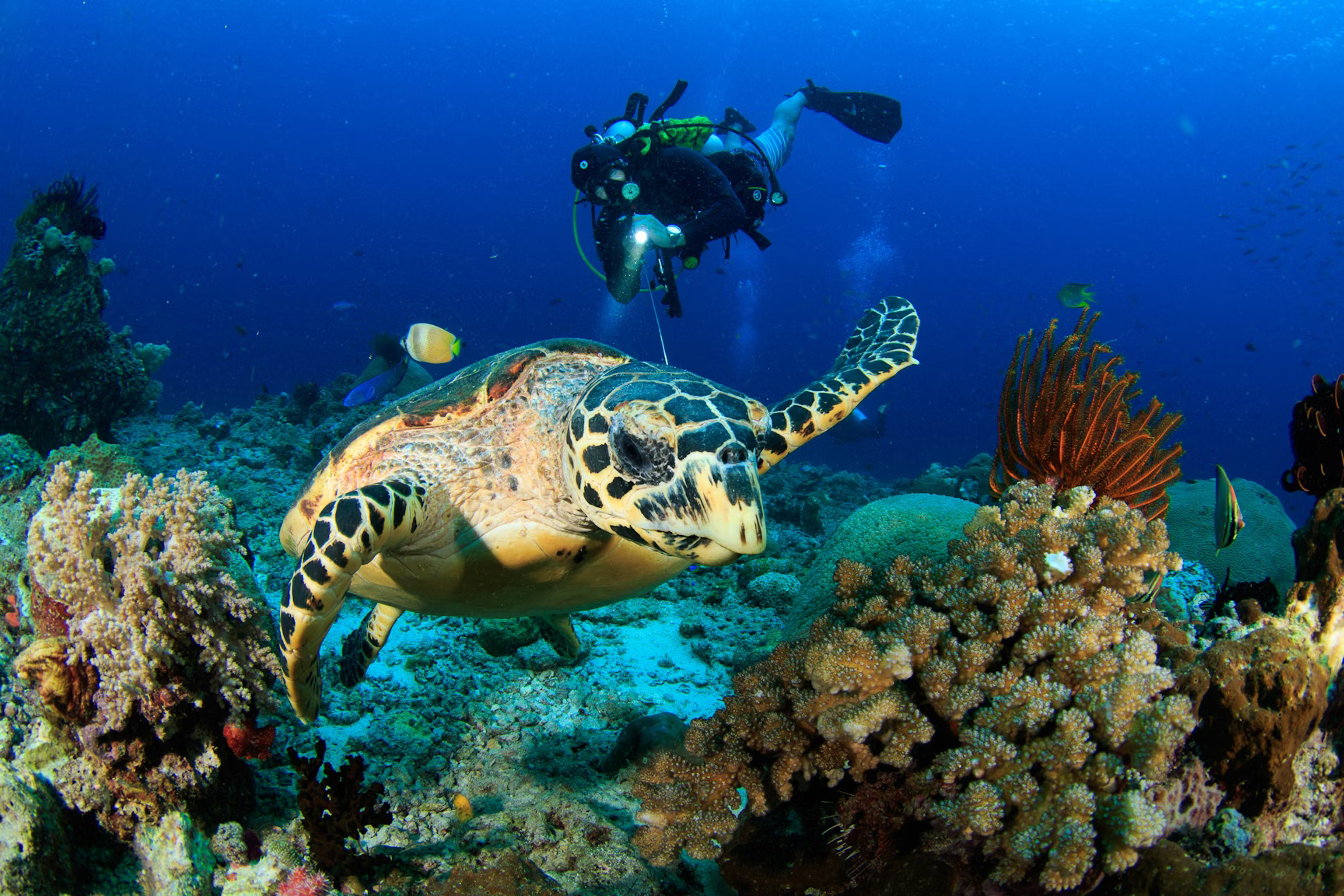 Diving-in-with-turtles,-Raja-Ampat,-Shutterstock