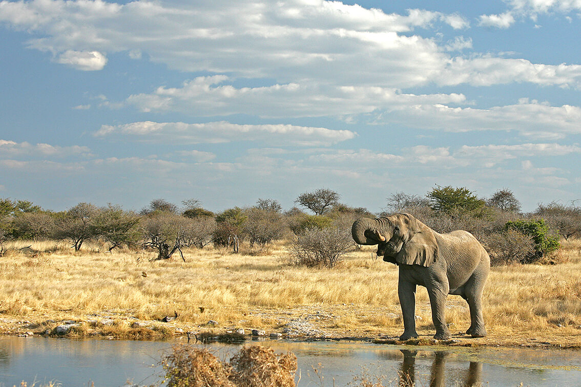 Beyond-Ngala-Tented-Lodge_10