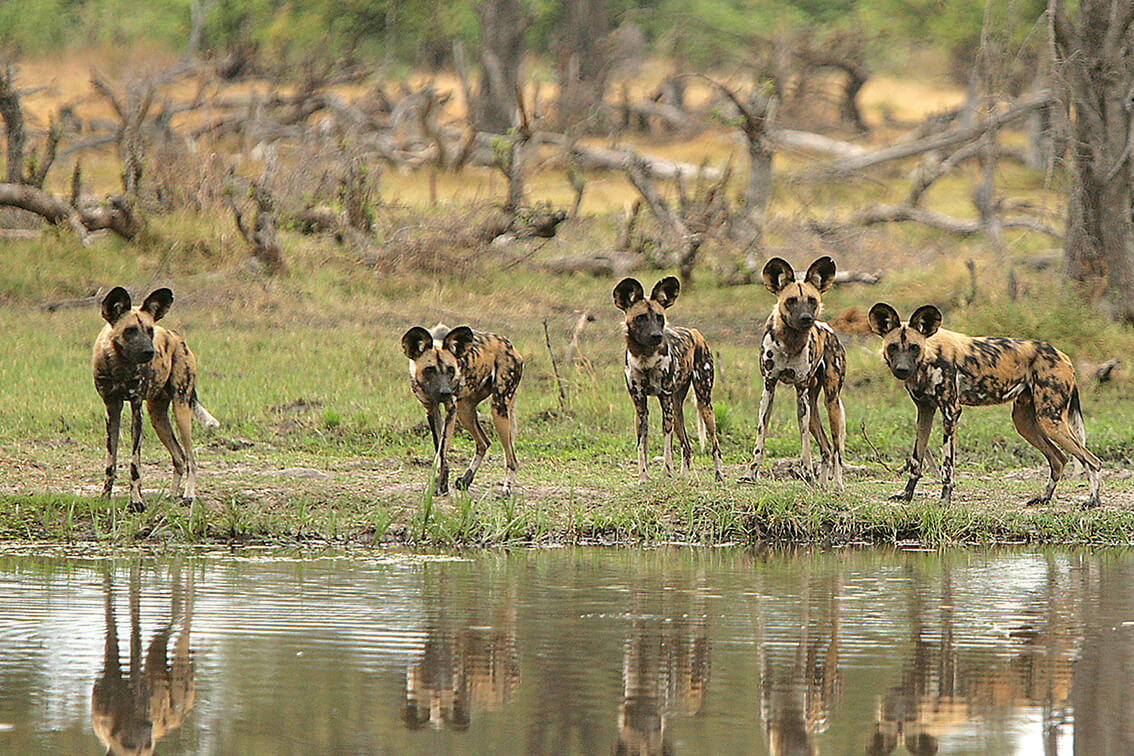 Beyond-Ngala-Tented-Lodge_11