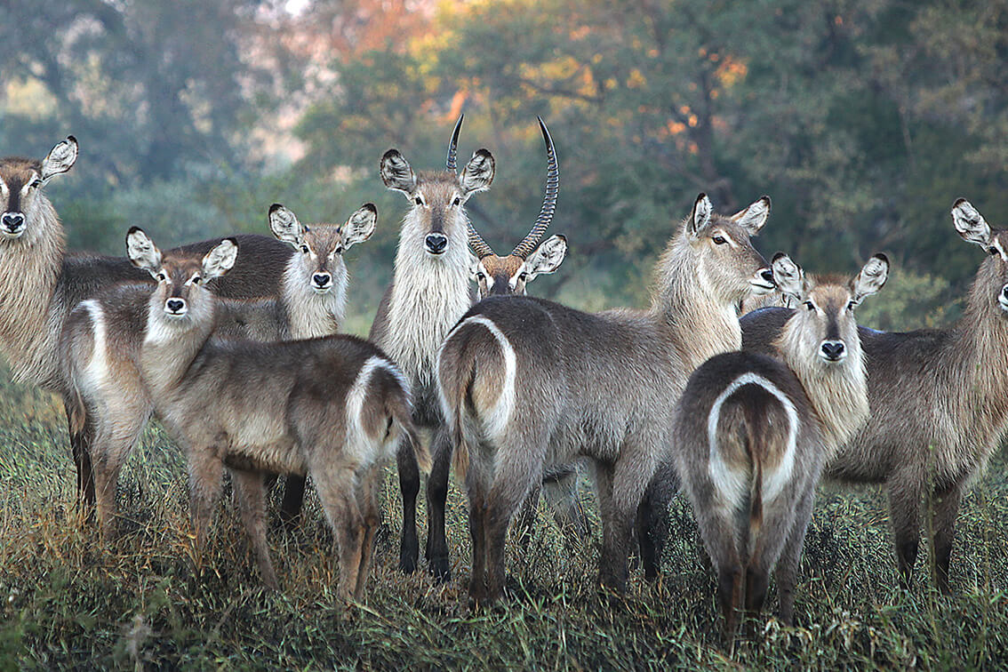 Beyond-Ngala-Tented-Lodge_12