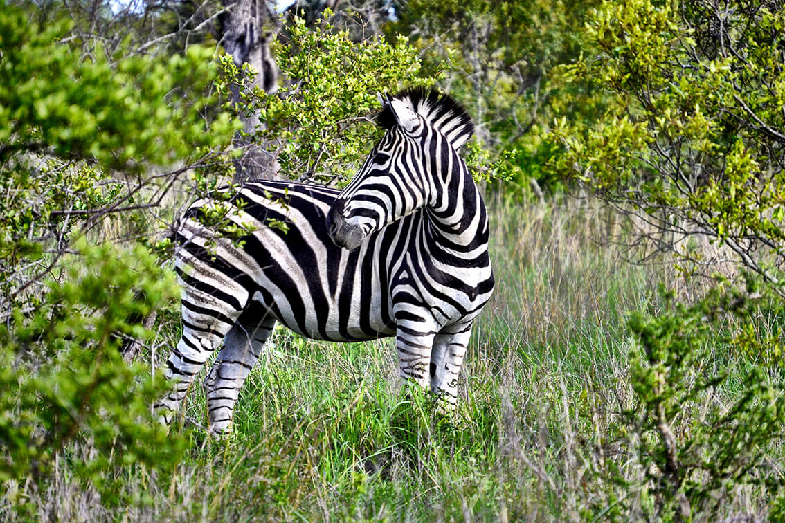 Beyond-Ngala-Tented-Lodge_14