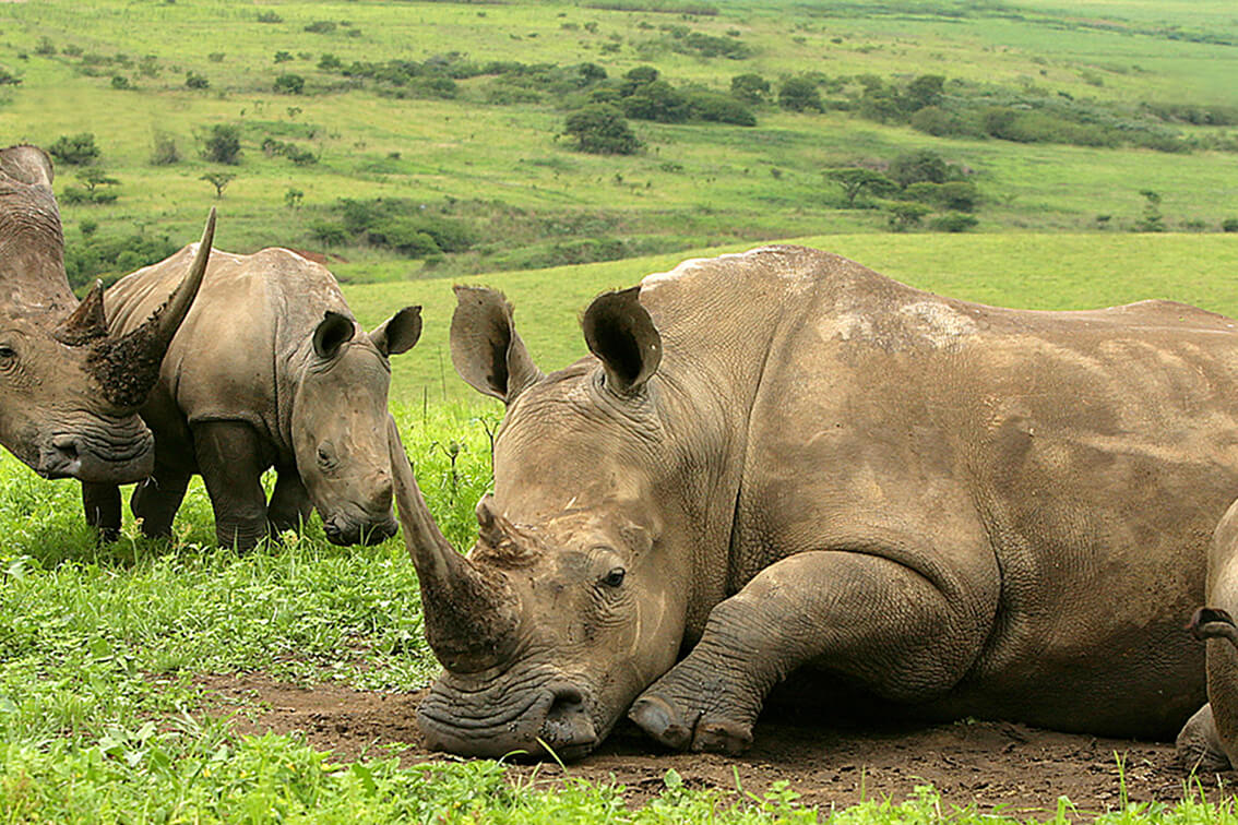 Beyond-Ngala-Tented-Lodge_17