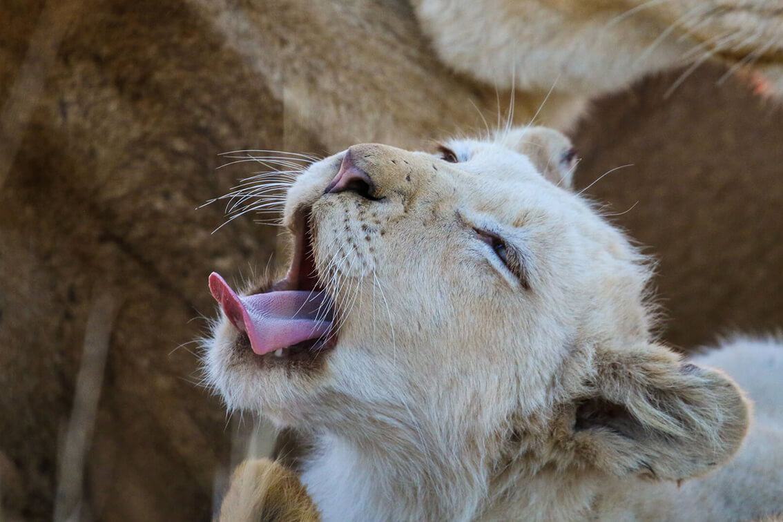 Beyond-Ngala-Tented-Lodge_8