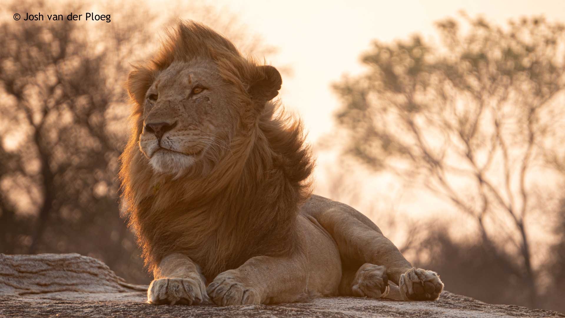 Josh-van-der-Ploeg-Lion-Avoca-Male