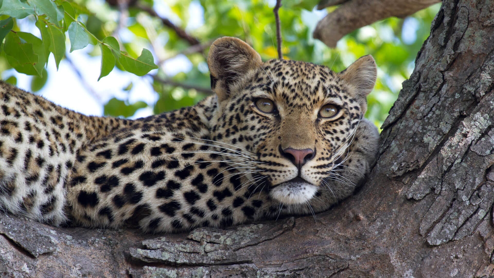 Leopard-awaiting-cyber-monday