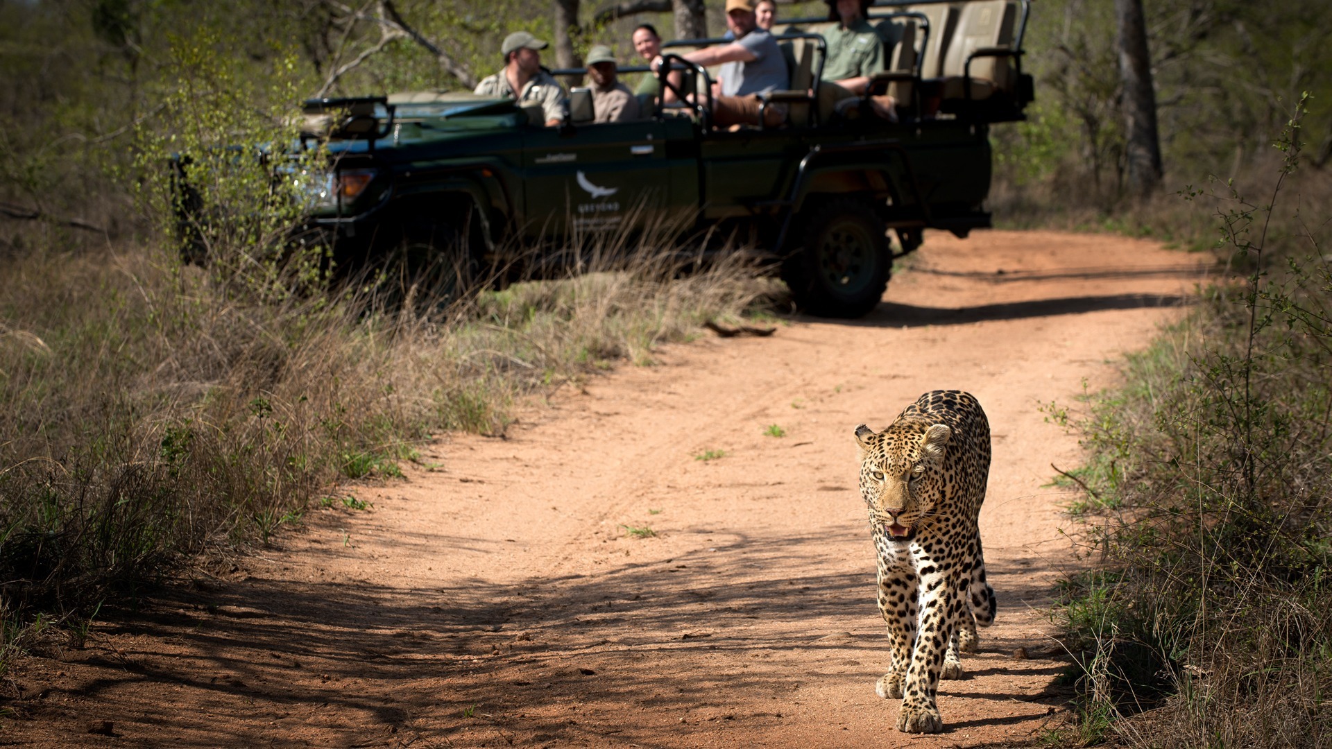 Sabi-Sand-Destination-Brochure-Tengile-game-drive-with-leopard