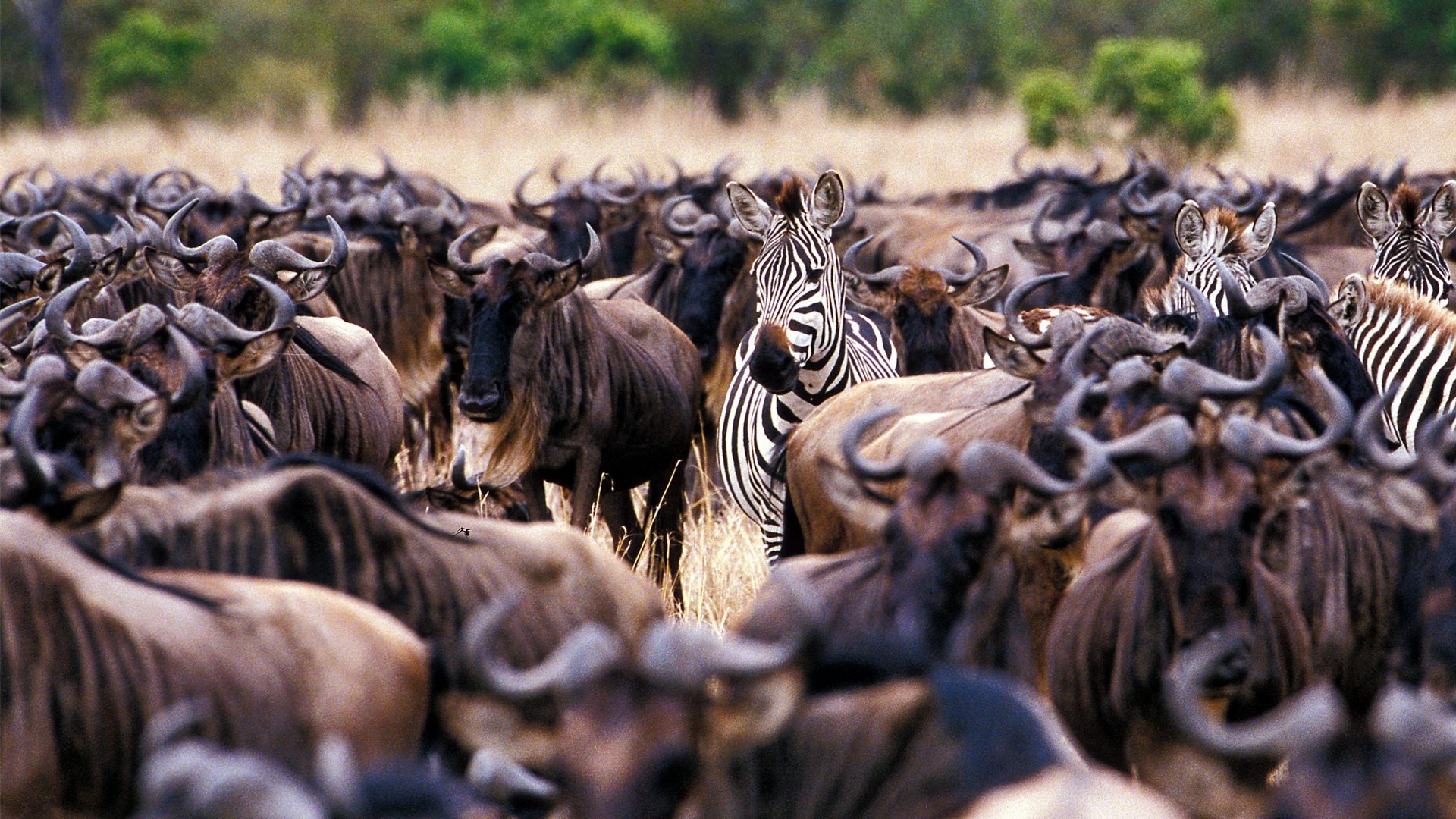 zebra-and-wildebeest-in-east-africa