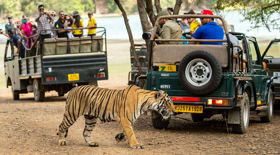 ranthambore-national-park-img (1)